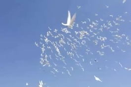 پرواز کبوتر های سفید به همراه ترجمه