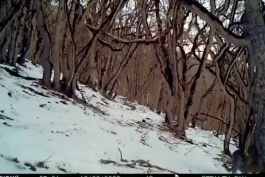 فیلمی زیبا از بازی توله‌پلنگ با مادرش در ارتفاعات مازندران