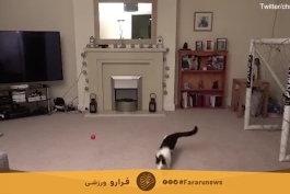 ویدیو روز : گربه ی دروازه بانی که حتی یک گل هم به اون نمیتوان زد