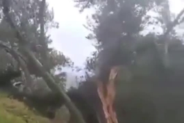 درختی که در زلزله ترکیه از وسط نصف شد!