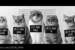 فیلم بامزه و خنده دار🤣😂/ اجرای اهنگ بی تی اس BTS توسط گربه ها.🐈🐈🐈🐈🐈🐈🐈🐈🐈🐈