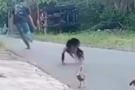 🔥 واکنش عجیب مرغ به ربودن جوجه‌اش (ویدئو)