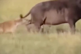 🐗 حیات وحش/ کفتار و دندون گذاشتن روی نقطه حساس گاومیش صحرایی (ویدئو)