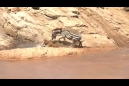 🦓 حیات وحش/ تلاش بی‌سرانجام گورخر برای نجات فرزندش از چنگال یوزپلنگ (ویدئو)