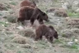 خرس مادر و توله‌خرس‌ها در سوادکوه (ویدئو) 