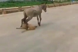 خره واقعا یه لحظه خر شد... 🤣