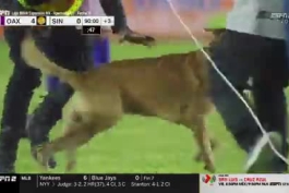 سگ وارد زمین فوتبال تو لیگ مکزیک شد و  توپ گرفت و همه رو هم دریبل کرد.فقطoleyکشیدن هوادارا.فوق العاده