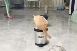 بدمینتون و رو پایی زدن گربه.ویدئو  ورزشی حیوانی .۱۵ ثانیه واقعا با حال.
