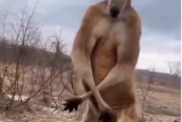 رفیقم روز اول باشگاه جلوی آینه😂
