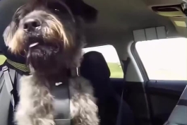 تو نیوزیلند موسسه تعلیم رانندگی واسه سگها هست و این سگ تو ۴۷ روز گواهینامه گرفته!