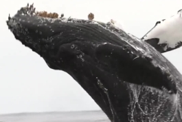 به نظر من نهنگ آبی (وال آبی) با ابهت ترین جانور دنیاس