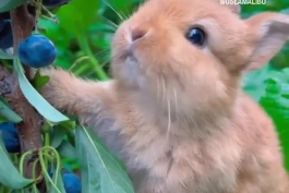 بچه خرگوشی دوست‌داشتنی در حال خوردن بلوبری / فیلم