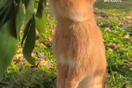 بچه خرگوشی دوست‌داشتنی در حال خوردن نارنگی / فیلم