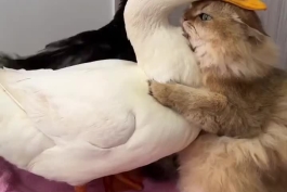 دوستی باورنکردنی گربه و اردک (فیلم)