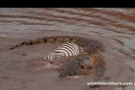 🐊حیات وحش/ کشته شدن گورخر توسط اژدها (ویدئو)
