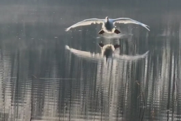 فرود آمدن پرنده قو روی آب به نظرم جالبه