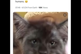 این گربه به خاطر داشتن صورتی شبیه به انسان معروف شده است