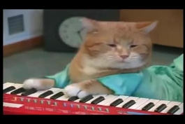 گربه ای که بسیار ماهرانه پیانو میزند🐈❤️