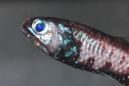 درباره فانوس ماهی : ماهی درخشنده در اعماق اقیانوس