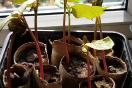 چگونگی رشد و پرورش گیاه کرچک