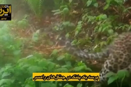 ویدئویی از قدم زنی پلنگ در جنگل های رامسر شکار شد!