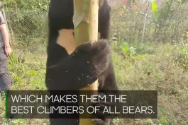 آشنایی با ۱۴ دلیلی که خرس آفتاب را به یکی از جانوران مورد علاقه شما تبدیل می کند!!