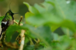 آشنایی با پرنده زیبای خاردم کاکل سیمی (wire-crested thorntail)
