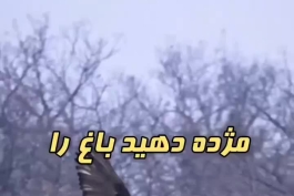 پرواز با شکوه همای سعادت در سوادکوه؛ خبر آمد خبری در راه است؟