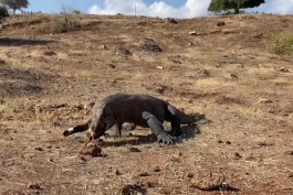 [حیات وحش] اژدهای کومودو Komodo Dragoon شکارش را درسته قورت میدهد!