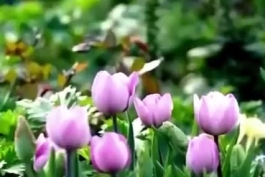 طبیعت (گل ها) 🌸🌺🌹🌷