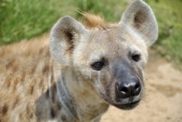 مستند تلویزیون کاتالونیا: رئالی های کفتار صفت!