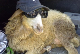 خوشتیپ ترین گوسفند تاریخ