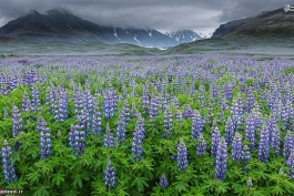 عکس هایی از طبیعت زیبای ایسلند2