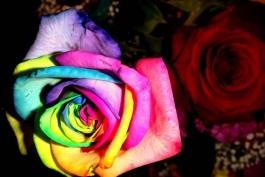 A Rose by Any Other Color...