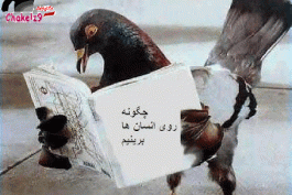 کفترخخخخخ