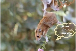 خراب رفاقتش شدم 