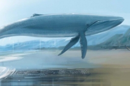 نهنگ آبی - خودکشی - دانلود بازی نهنگ آبی - چالش نهنگ آبی
