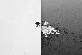 طبیعت یوونتوسی....جالبه!