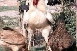 مرد سالاری