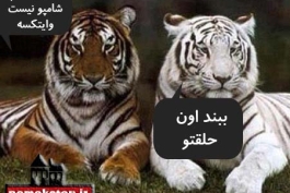 با حال 5