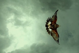 جنگیدن برای بقا ... داستان غم انگیز موجودات