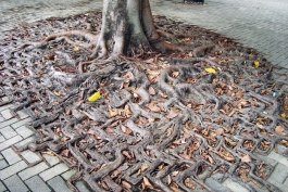 ریشه درخت