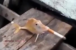 سیگار کشیدن عجیب ماهی!