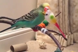 اینم برا اینکه برید و راضی باشید...