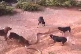 حمله سگها به مار کبری