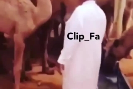 جدال یک شتر و یک انسان