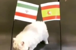 فوری! پیشبینی گربهِ روسی از دیدار ایران و اسپانیا👇👇