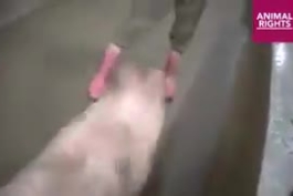 روش کشتار حیوانات در اروپا   