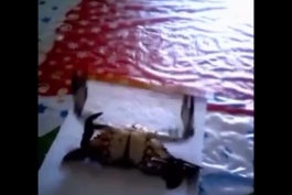 سه تا چنگ داره😂😂😂