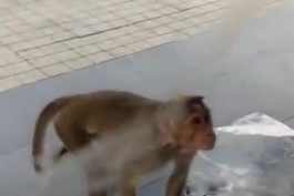 عجب میمون بیشعوریه😐😂😂😂😂